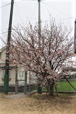 0405sakura2