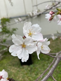 0405sakura6