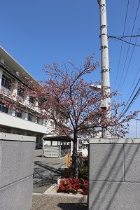 0310sakura1