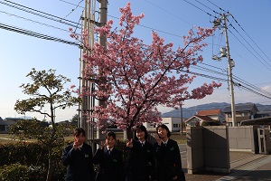 0317sakura4