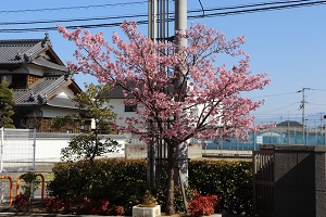 0317sakura6